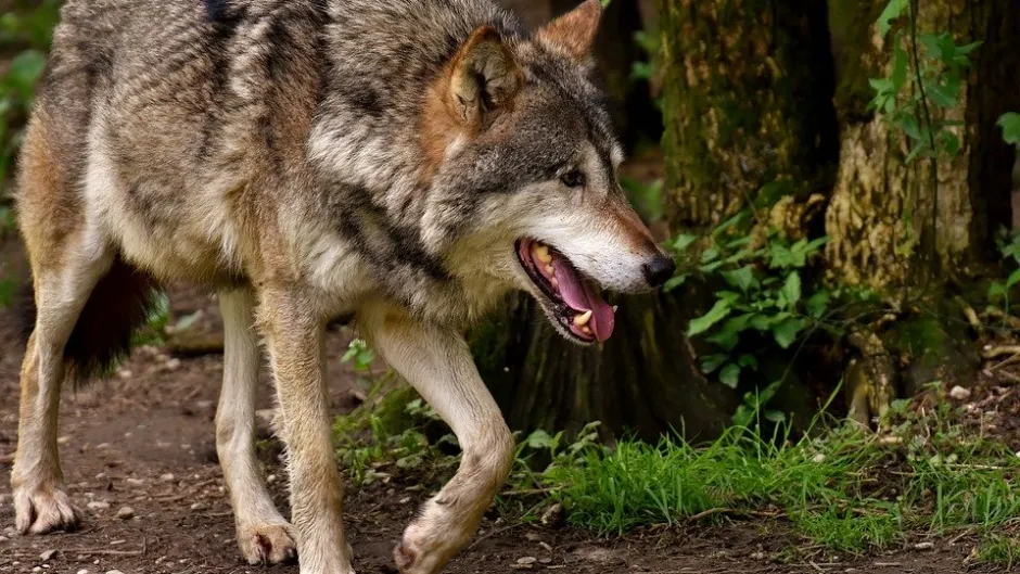 Rubrik_Naturschutz_-pixabay-wolf-3151876_960_720